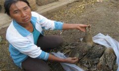 鴨瘟怎么治療，有沒(méi)有鴨瘟特效藥