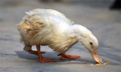 鴨瘟癥狀表現主要有哪些