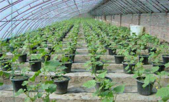 黃瓜無(wú)土栽培技術(shù)