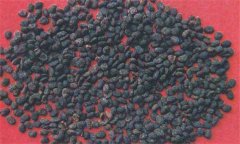 補(bǔ)骨脂的功效與作用及禁忌 如何購(gòu)買保存補(bǔ)骨脂