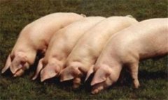 豬流行性感冒癥狀及治療方法，用什么藥效果好