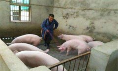 豬偽狂犬病的癥狀、危害及診斷要點,怎么治療