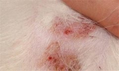 犬疥螨病怎么治療 疥螨病用什么藥？