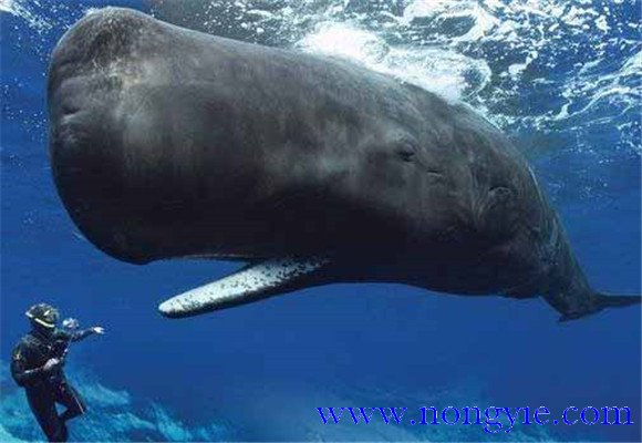 鯨魚的祖先是什么動物