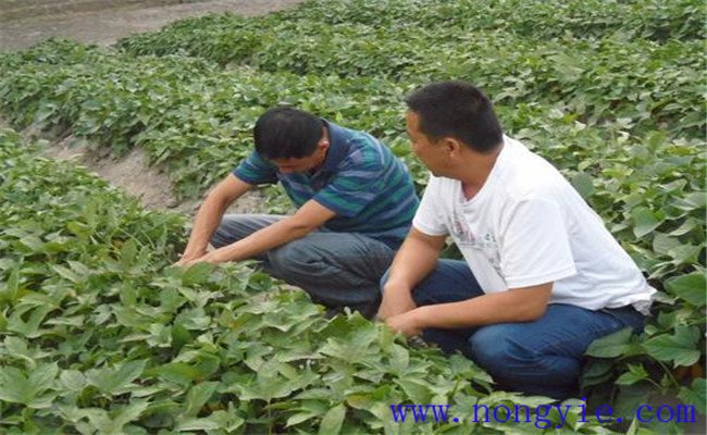 豫薯10號(hào)的畝產(chǎn)量