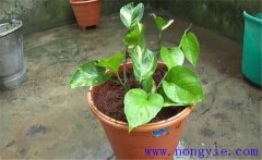 養(yǎng)殖綠蘿要注意什么 如何澆水、施肥與修剪