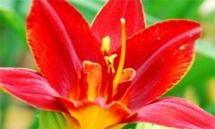 紅花的功效與作用 紅花的營養(yǎng)、功效、用法