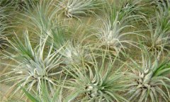 空氣鳳梨怎么養(yǎng)比較好，長得快