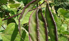 扁豆的功效與作用,有關扁豆的藥用偏方