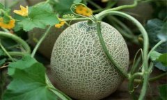 哈密瓜的產(chǎn)地是在哪里，是哪里的特產(chǎn)?