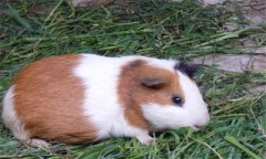 豚鼠有哪些種類，其特性如何？