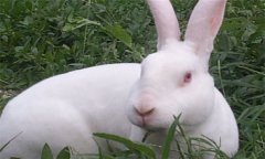 兔疥癬病的治療方法:教你怎樣預(yù)防獺兔的疥癬