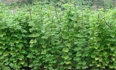 四季豆田間管理技術(shù)要點(diǎn)、措施及病蟲害防治