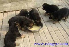 肉狗飼料配方制作方法