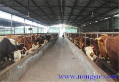 肉牛標(biāo)準化養(yǎng)殖示范場建設(shè)標(biāo)準