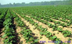 牛蒡的栽培時間與種植技術要點、步驟