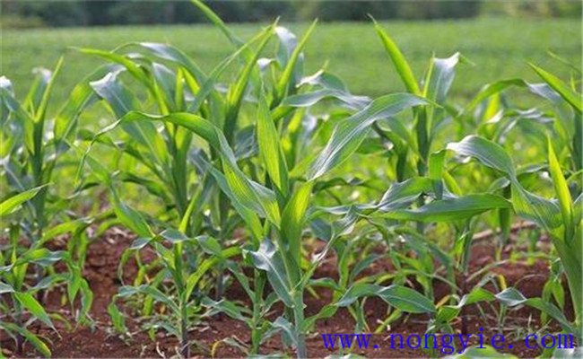 甜玉米種植的三個注意事項(xiàng)