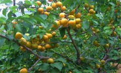 杏的功效與作用 杏的營養(yǎng)價值及功效