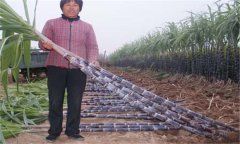 甘蔗的營(yíng)養(yǎng)成分有哪些？甘蔗的營(yíng)養(yǎng)價(jià)值及功效