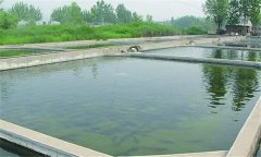 什么樣的魚塘適合培育魚苗？