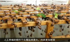 蝸牛怎么養(yǎng) 人工蝸牛養(yǎng)殖應注意哪些問題？