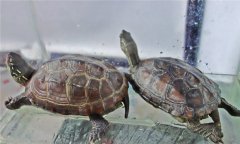 寵物小烏龜怎么養(yǎng) 飼養(yǎng)烏龜?shù)恼_方法