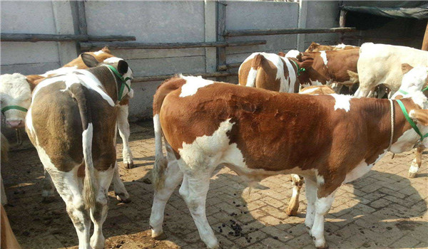 西門(mén)塔爾牛的生產(chǎn)性能