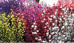 銀柳怎么養(yǎng)，銀柳如何繁殖與管理