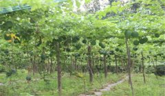 怎樣種漆樹(shù)，漆樹(shù)種植技術(shù)要點(diǎn)