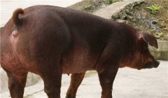 怎樣養(yǎng)好種公豬，種公豬的飼養(yǎng)管理技術(shù)要點(diǎn)