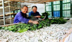 怎樣養(yǎng)好秋蠶，秋蠶養(yǎng)殖技術(shù)須知