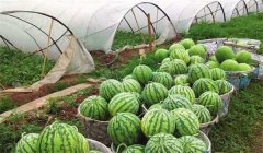 怎樣種好西瓜，西瓜的種植方法