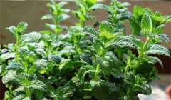 留蘭香種植方法簡介，怎樣栽培留蘭香