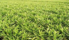 怎樣栽培金針菜，金針菜種植方法