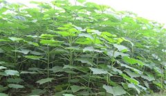 怎樣栽泡桐，泡桐種植技術要點