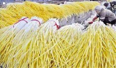 生產(chǎn)蒜黃如何囤栽蒜？播種量是多少？