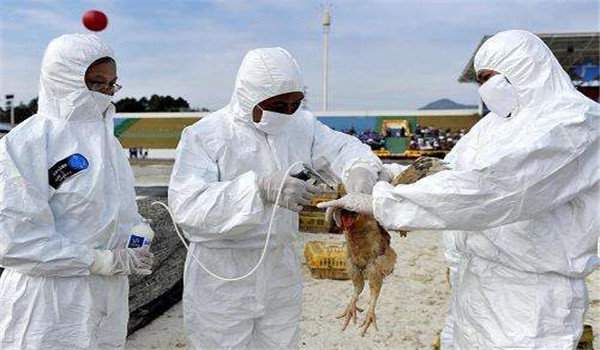 雞疫苗的使用方法