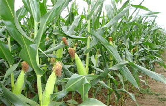 注意抗旱、防澇