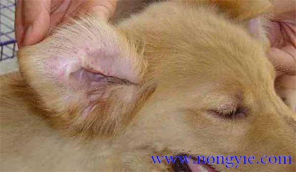 犬瘟熱傳染人嗎？