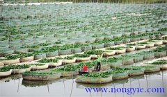 網箱養(yǎng)殖黃鱔密度多少合適，怎樣過冬？