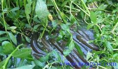 黃鱔吃什么食物怎么養(yǎng)，鮮活餌料從哪兒來(lái)