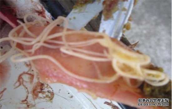 雞胃腸線蟲(chóng)病的臨床診斷