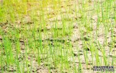 韭蔥種植時間是什么時候，一般什么季節(jié)栽培？