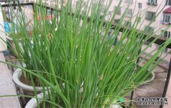 如何培育韭蔥苗？