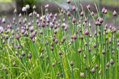 如何進(jìn)行細(xì)香蔥繁種？