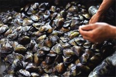 怎樣養(yǎng)珍珠，怎樣進行河蚌育珠