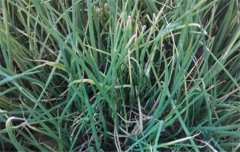 如何防治大蔥霜霉??？大蔥霜霉病用什么藥好