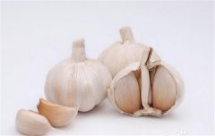 蒜黃的種植要點(diǎn)：播種前如何選擇和處理蒜種？