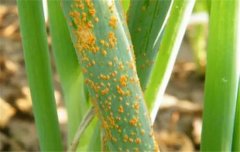 如何防治大蔥銹病？蔥銹病用什么藥防治