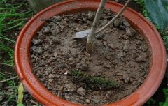 盆栽山茶花養(yǎng)殖關(guān)鍵技術(shù)：如何用土、換盆、澆